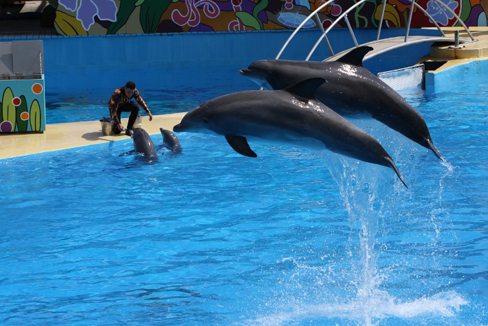 Marineland - Dauphins - 022